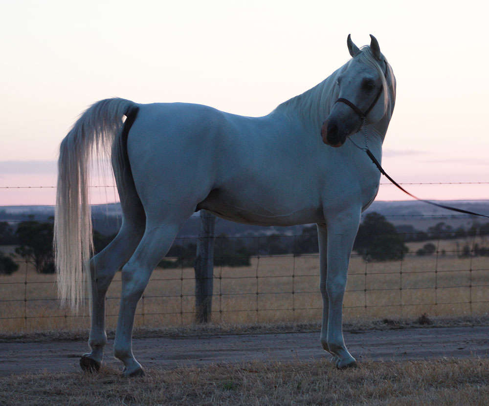 Mattilda Arabians Australia