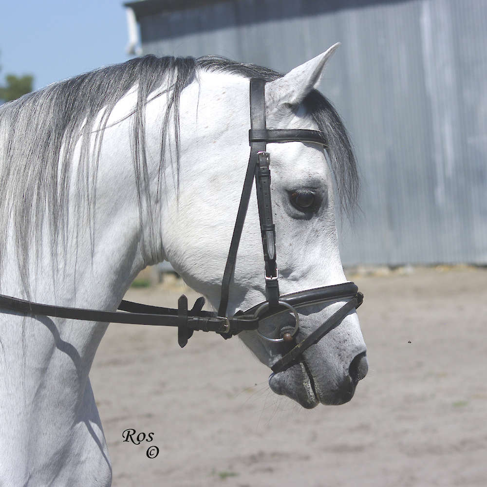 Marbling Lutana -Arabian Stallion. Chris Ros Photo.