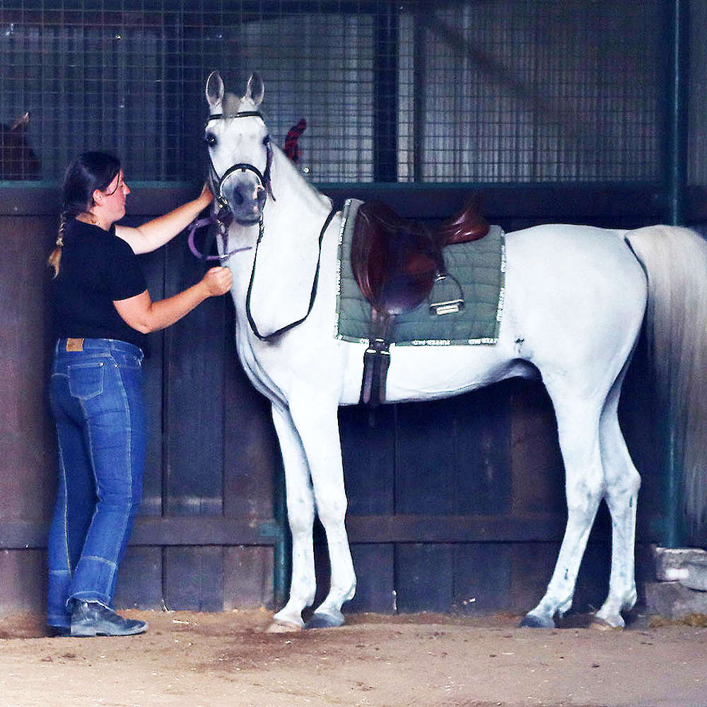 Marbling Lutana -Arabian Stallion.