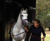 Marbling Lutana (AU)