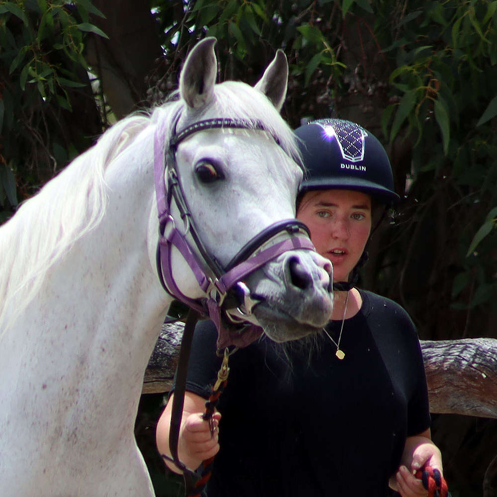 Marbling Lutana -Arabian Stallion.