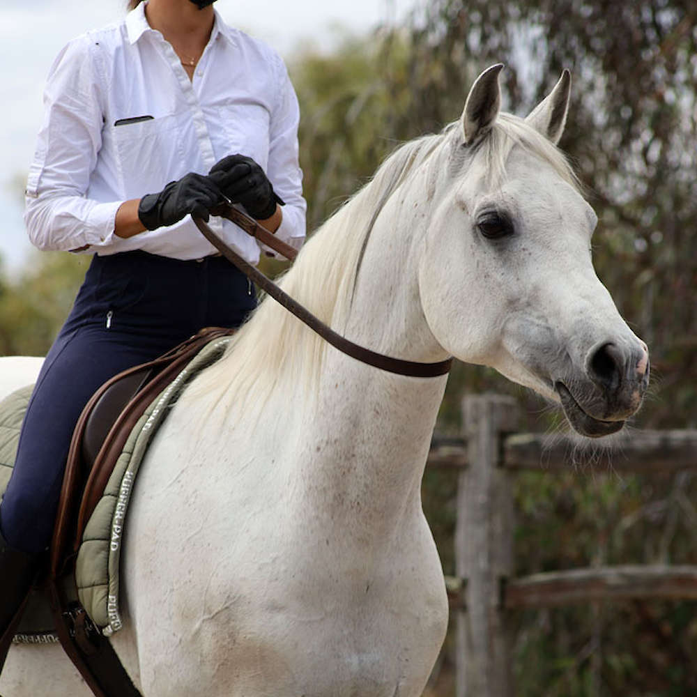 Marbling Lutana -Arabian Stallion.