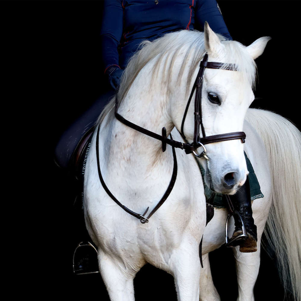 Marbling Lutana -Arabian Stallion.