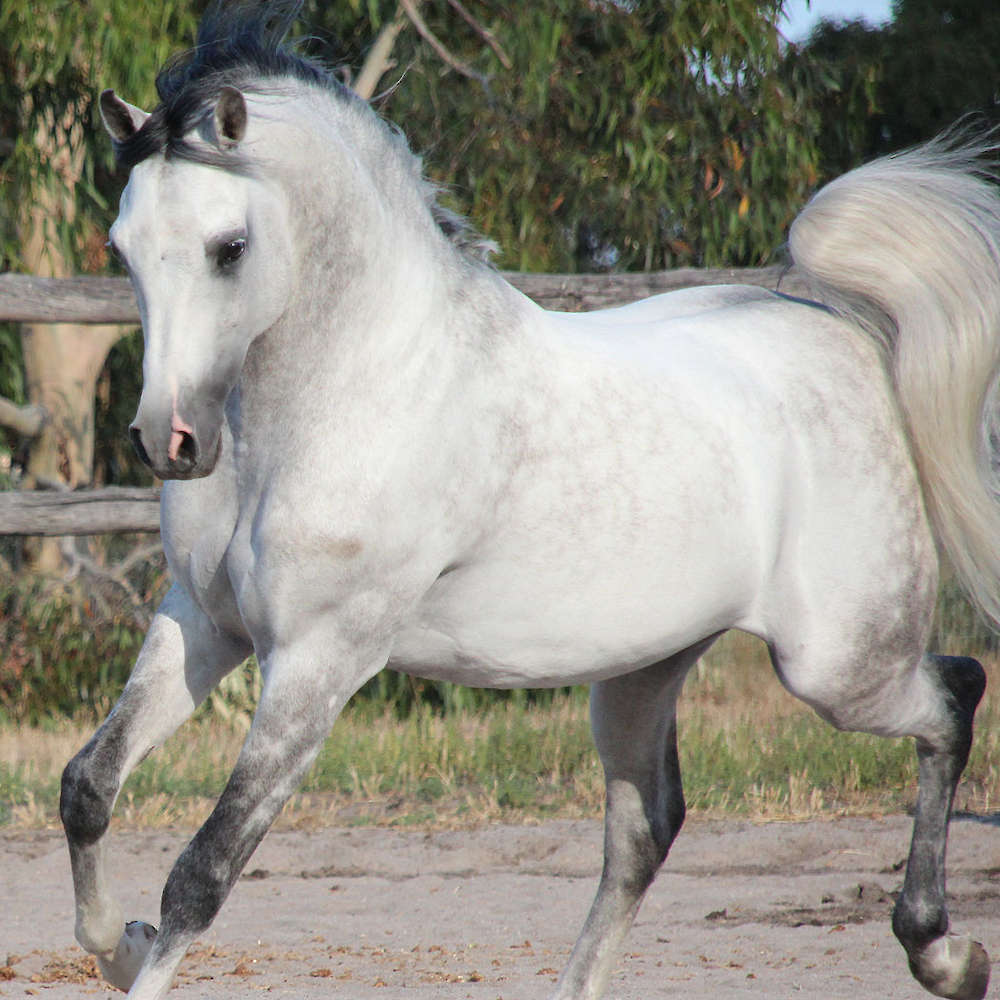 Marbling Lutana (AU)