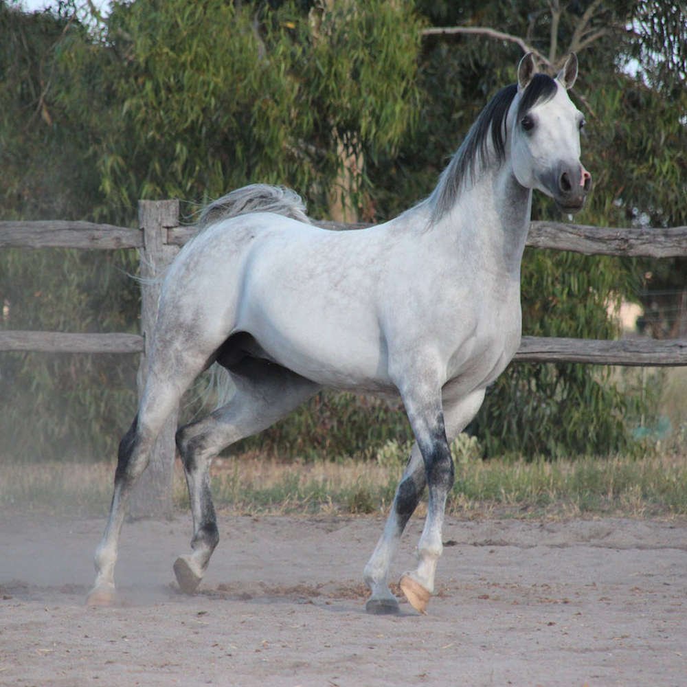 Marbling Lutana -Arabian Stallion. Chris Marone Photo.