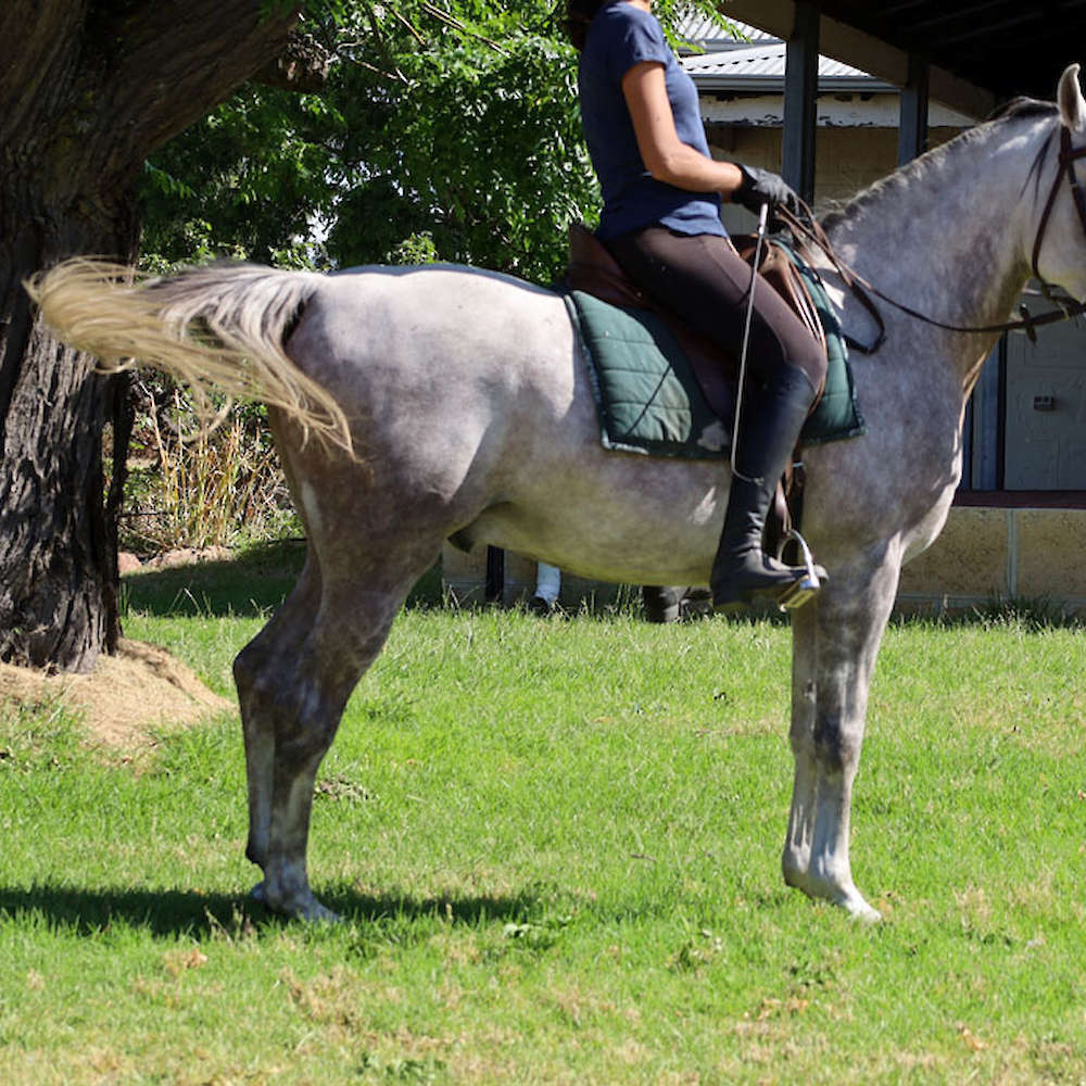 Marbling Nairn - 6yr old Arabian Stallion.
