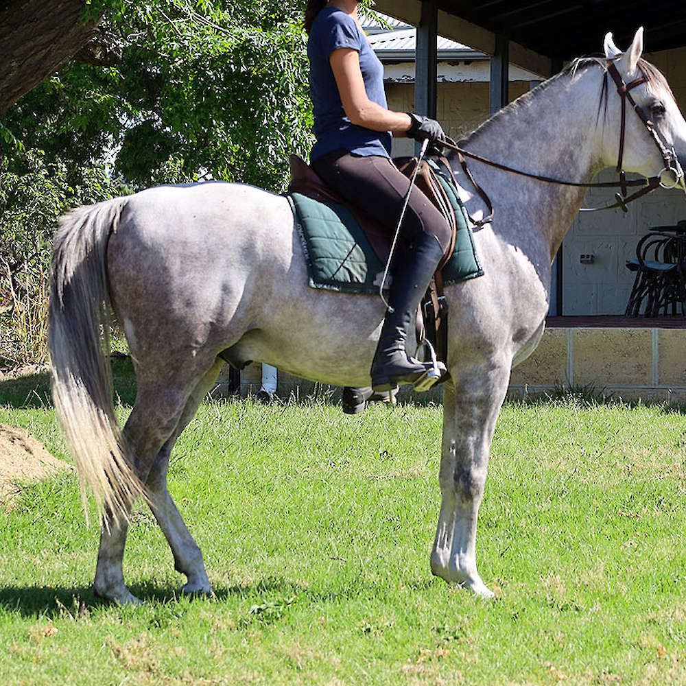 Marbling Nairn - 6yr old Arabian Stallion.