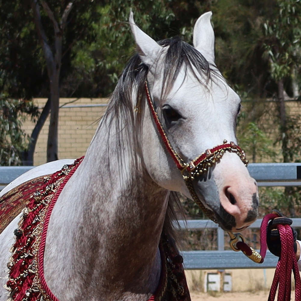 Marbling Nairn - 6yr old Arabian Stallion.
