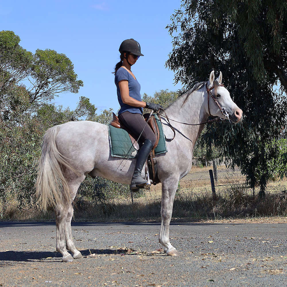 Marbling Nairn - 6yr old Arabian Stallion.