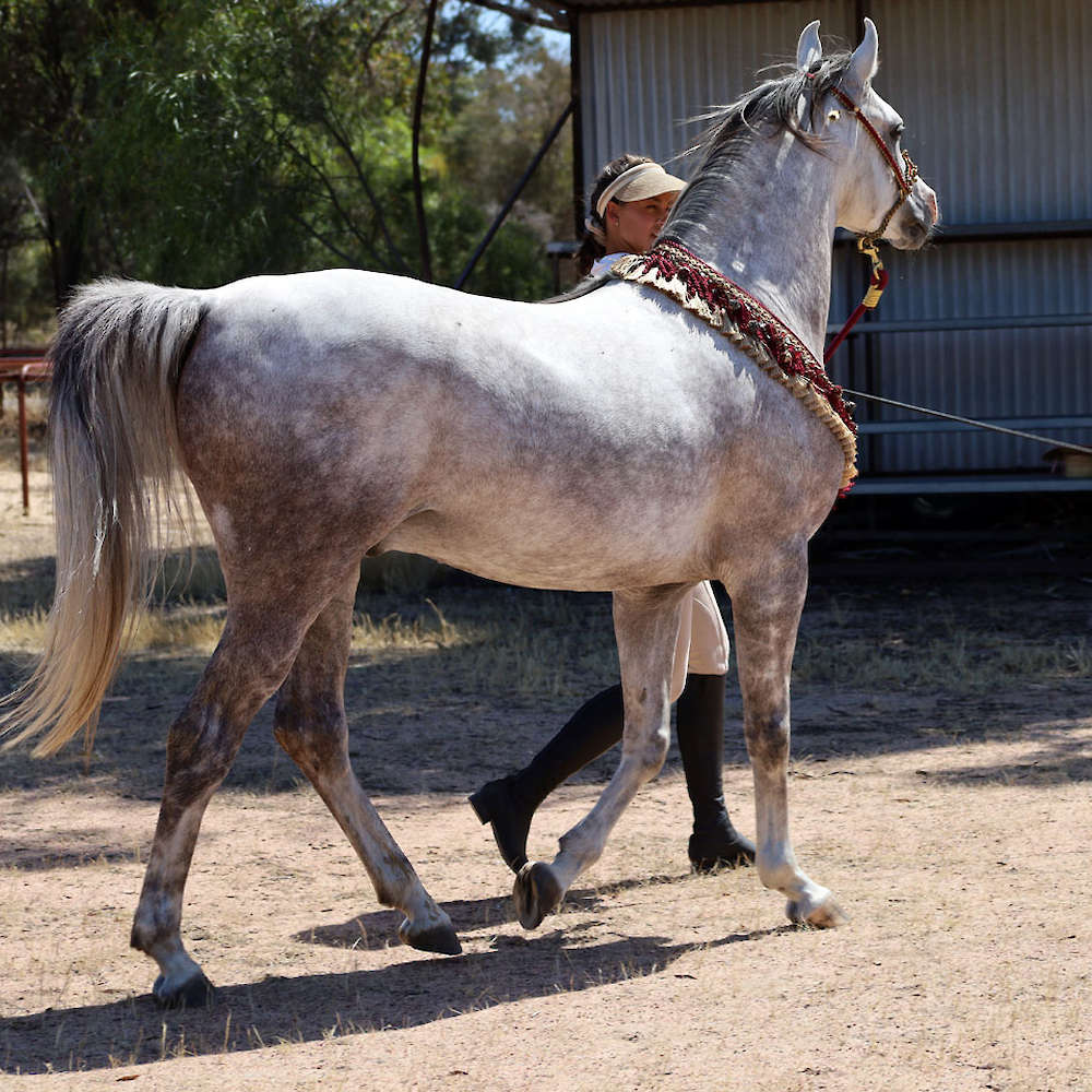 Marbling Nairn - 6yr old Arabian Stallion.