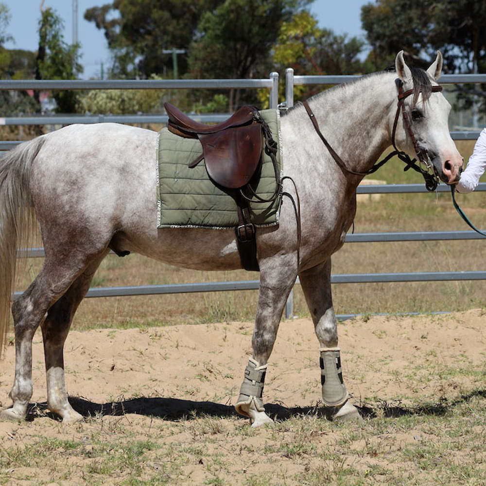 Marbling Nairn - 6yr old Arabian Stallion.