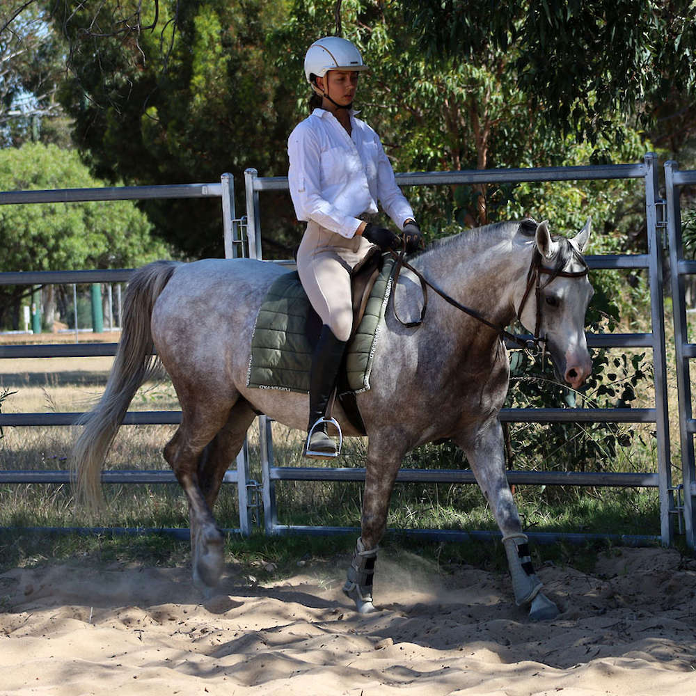 Marbling Nairn - 6yr old Arabian Stallion.
