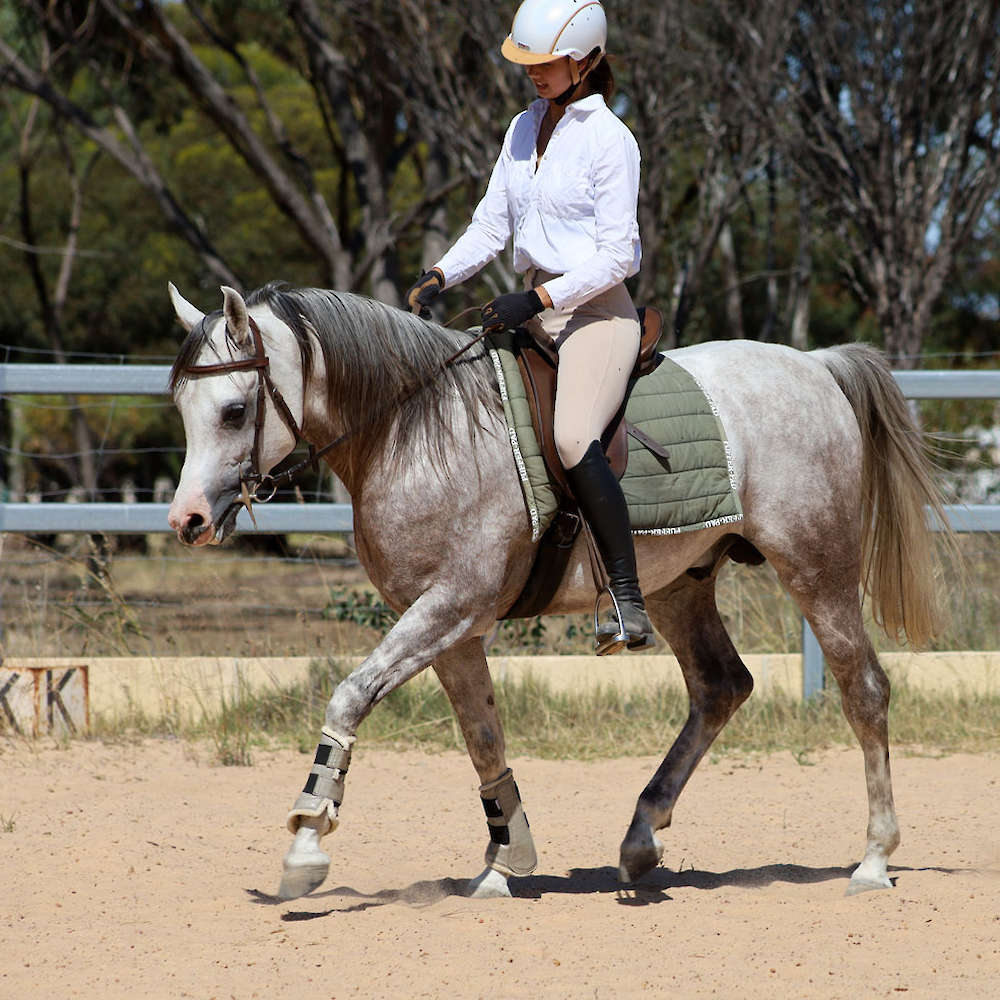 Marbling Nairn - 6yr old Arabian Stallion.