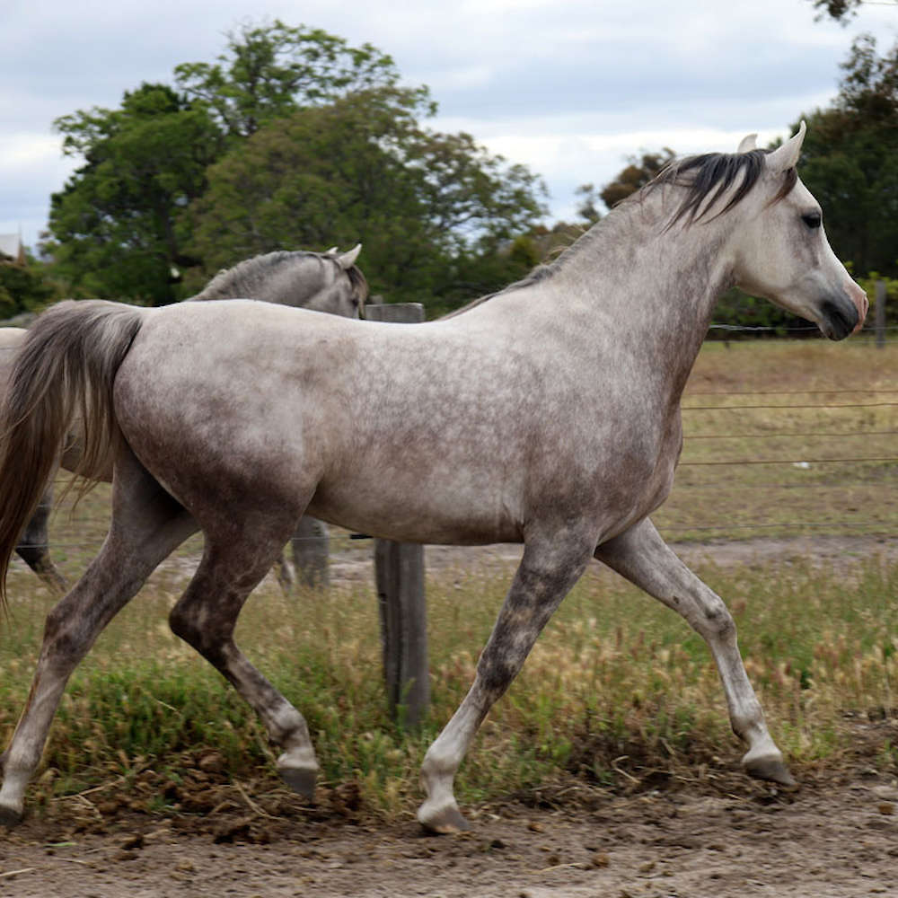 Marbling Nairn - 6yr old Arabian Stallion.