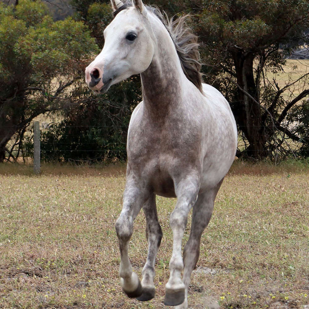 Marbling Nairn - 6yr old Arabian Stallion.