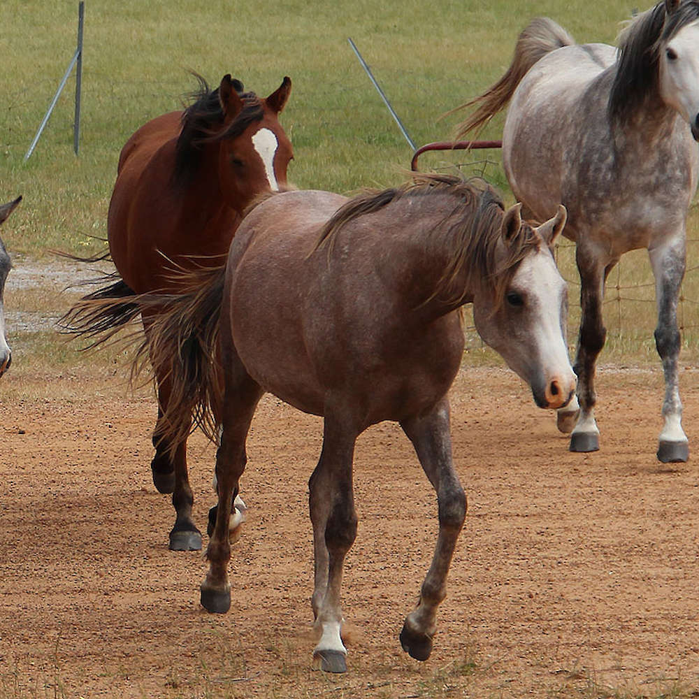 Marbling Nairn - Arabian Colt at 3yrs of age.