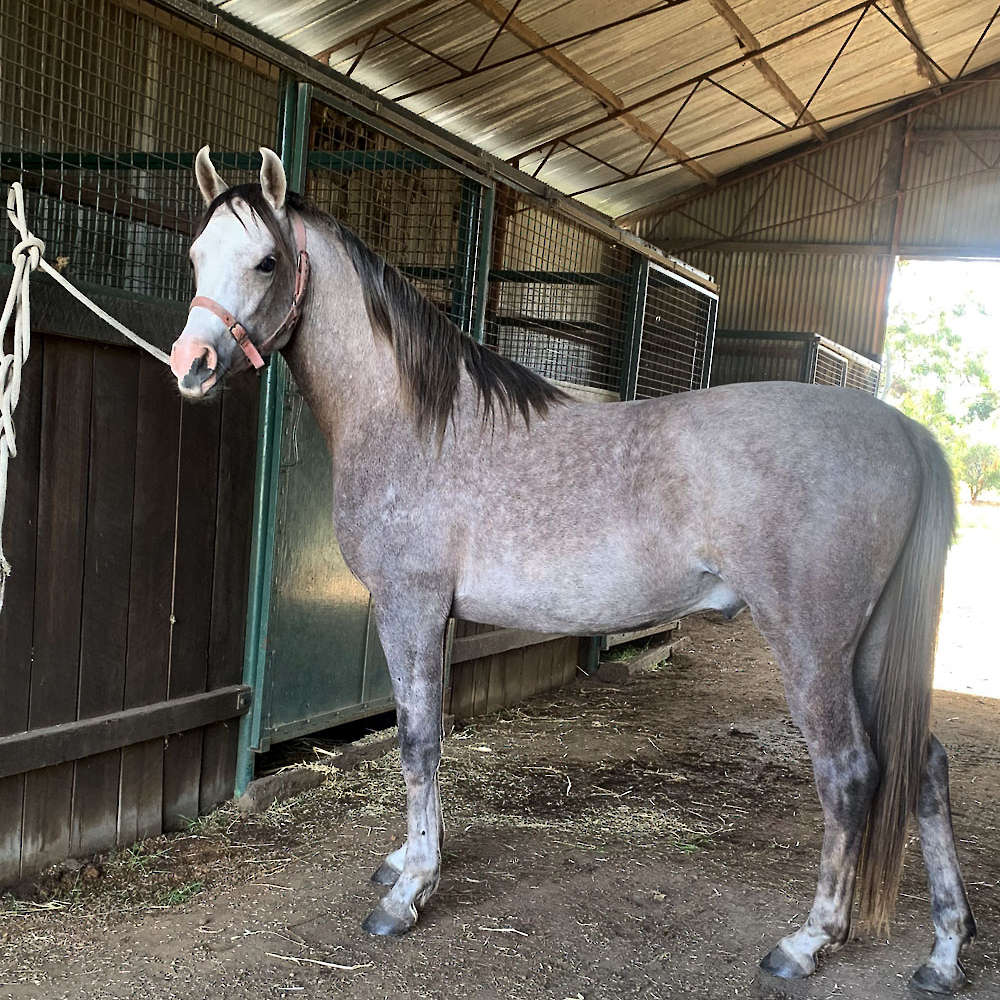 Marbling Nairn - Arabian Colt at 4yrs of age.