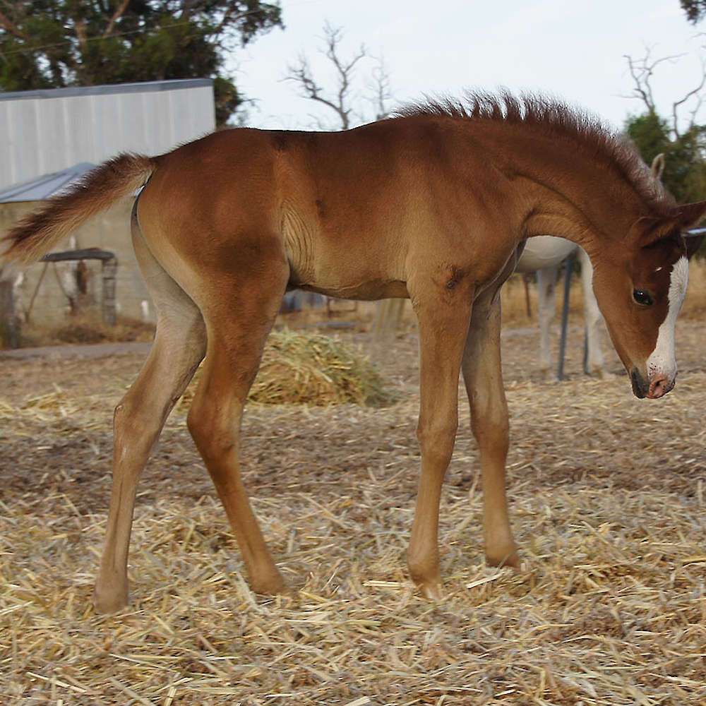 Marbling Nairn - Arabian Colt foal.
