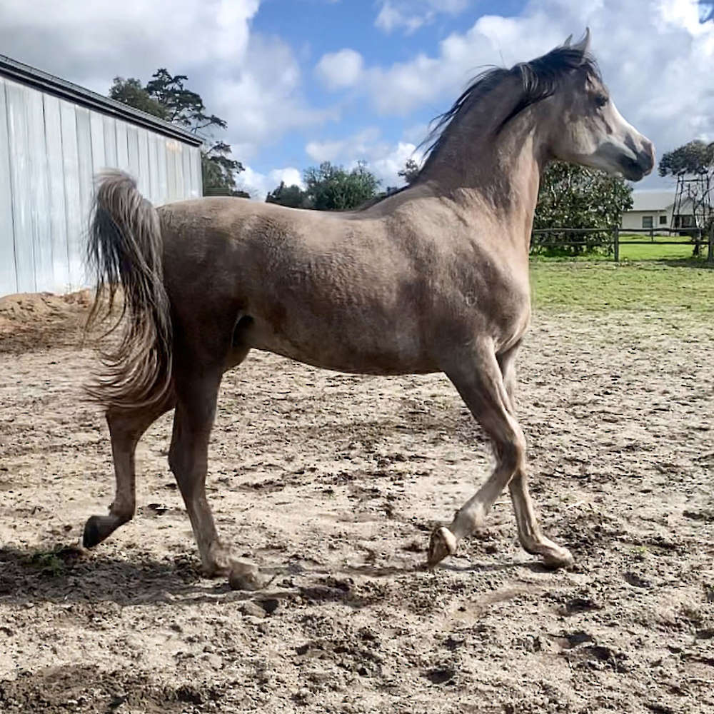 Marbling Nairn - Arabian Colt at 3yrs of age.