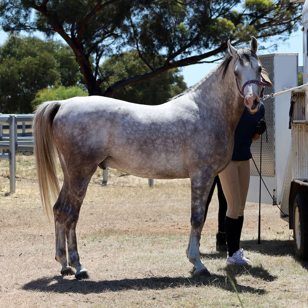 Marbling Nairn - 6yr old Arabian Stallion.