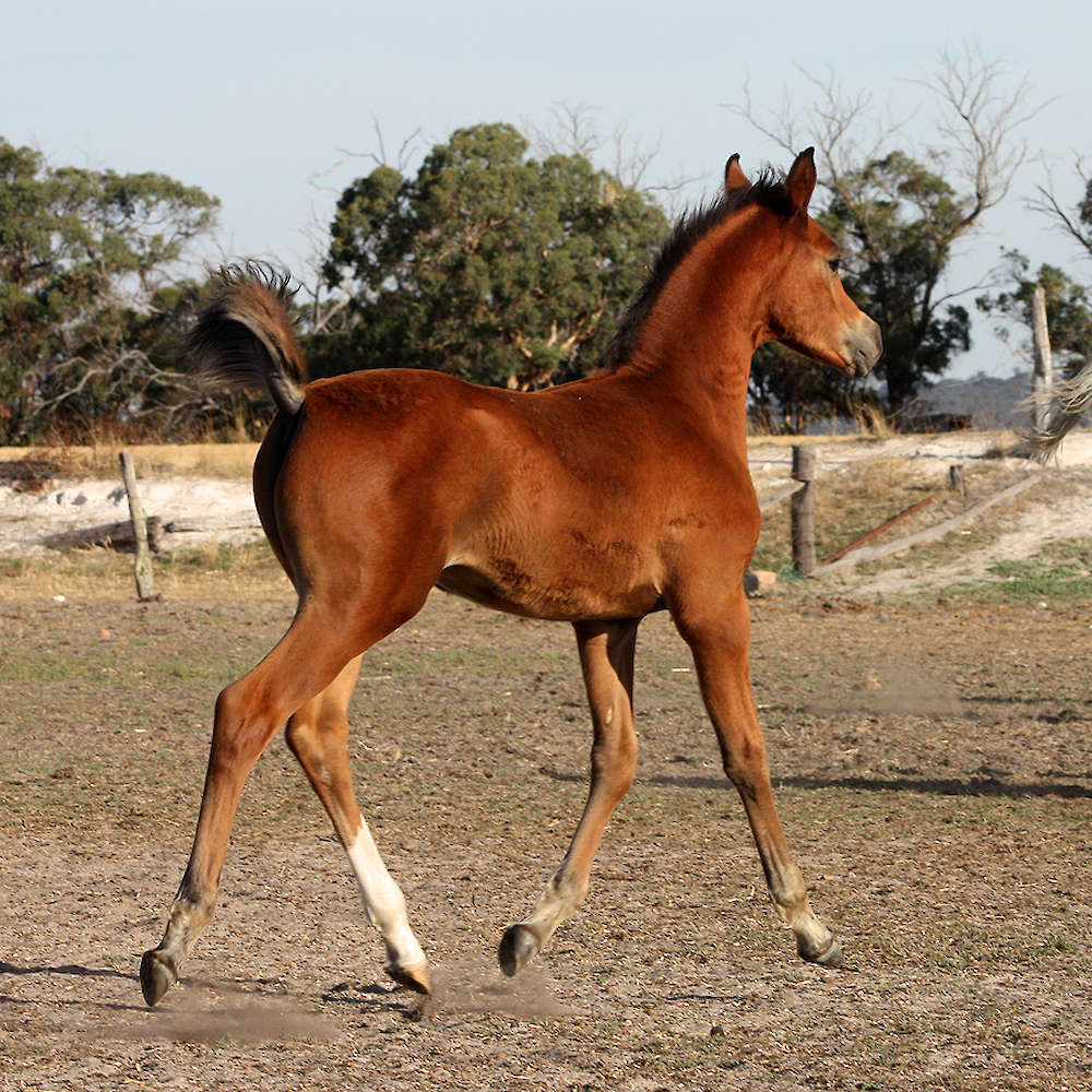 Ruseeba Arabian colt