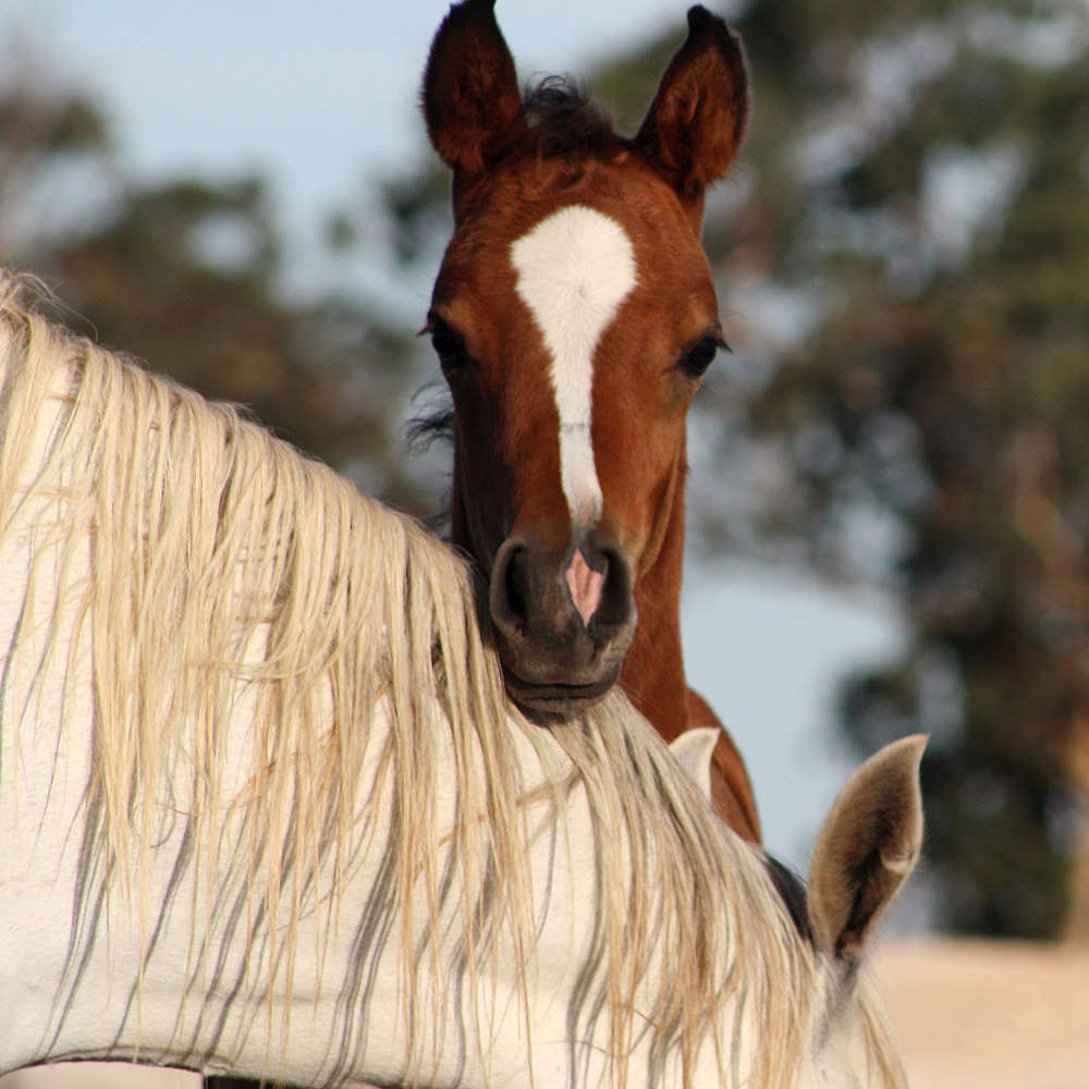 Ruseeba Arabian colt