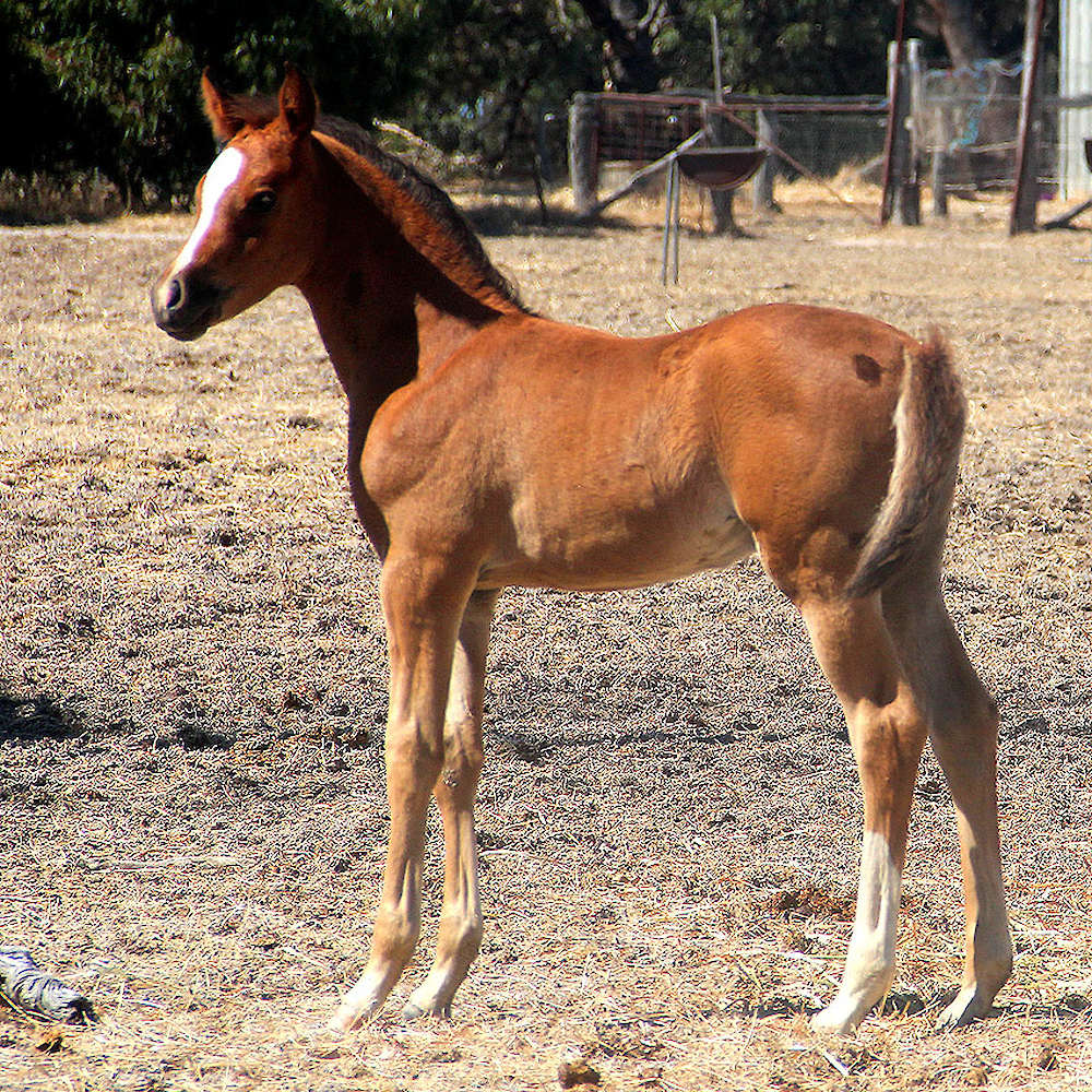 Ruseeba Arabian colt