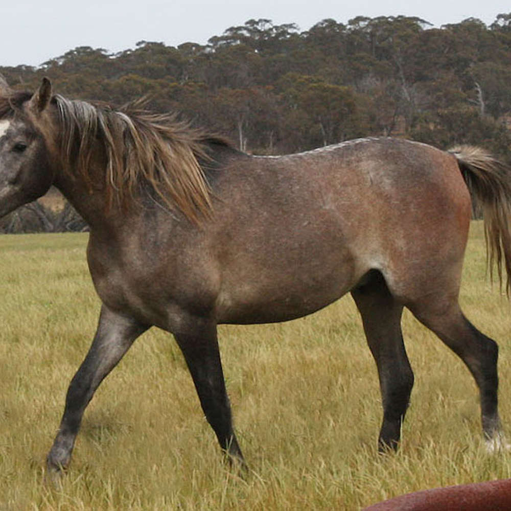 Nejiv - as a 2yr old colt.