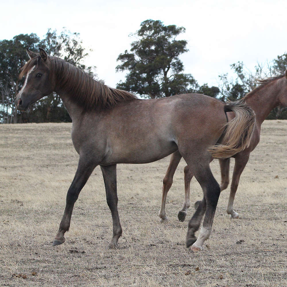 Nejiv as a yearling.