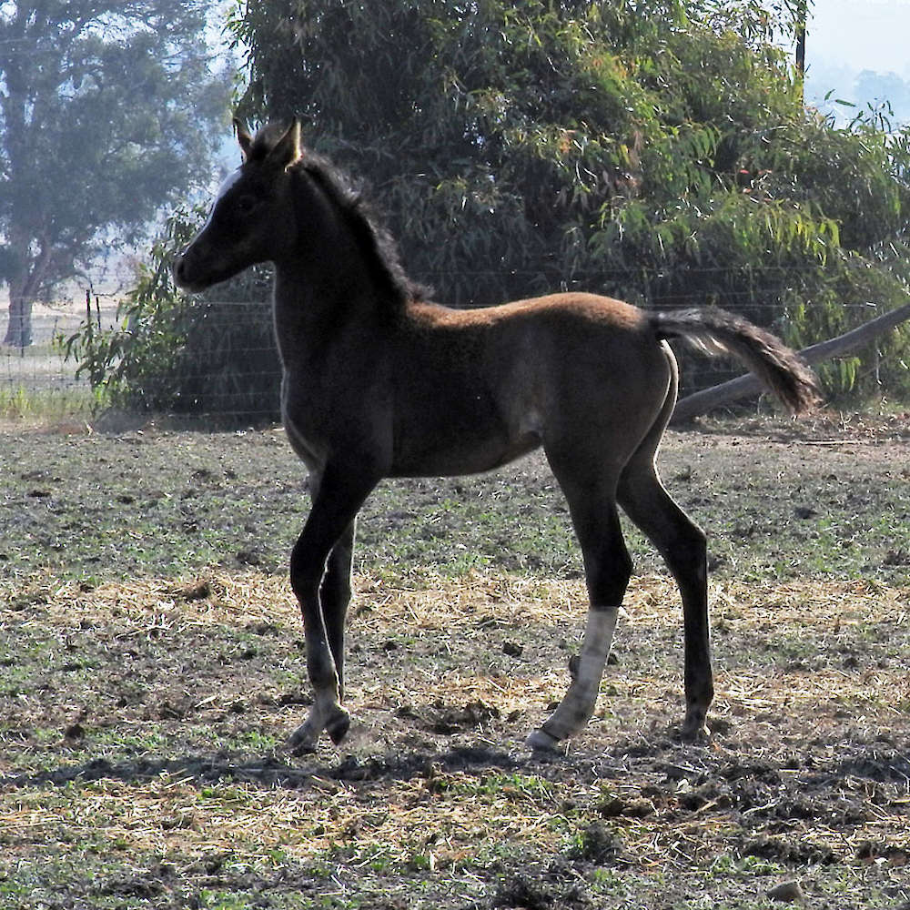 Nejiv as a foal - Janine Daniel Photo.