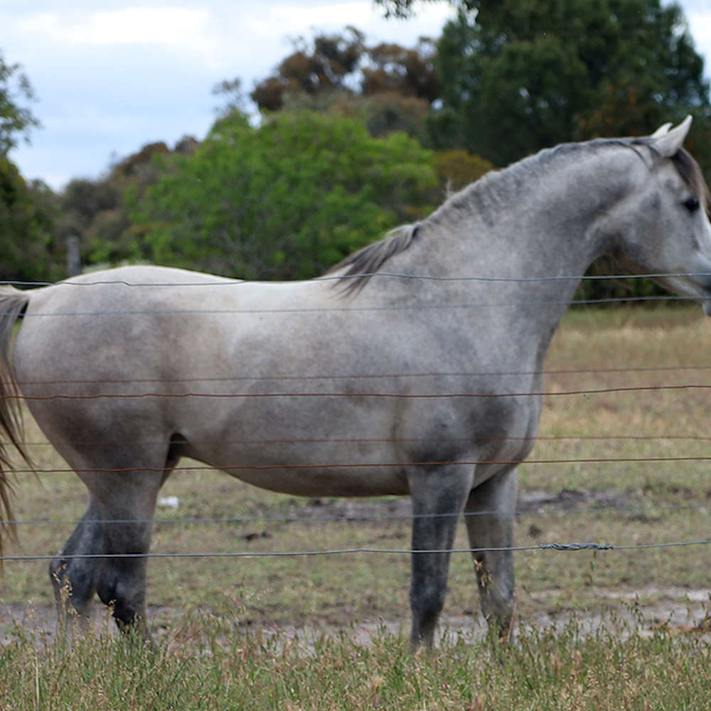 Nejiv - 6yr old Stallion. Photo December 2022.