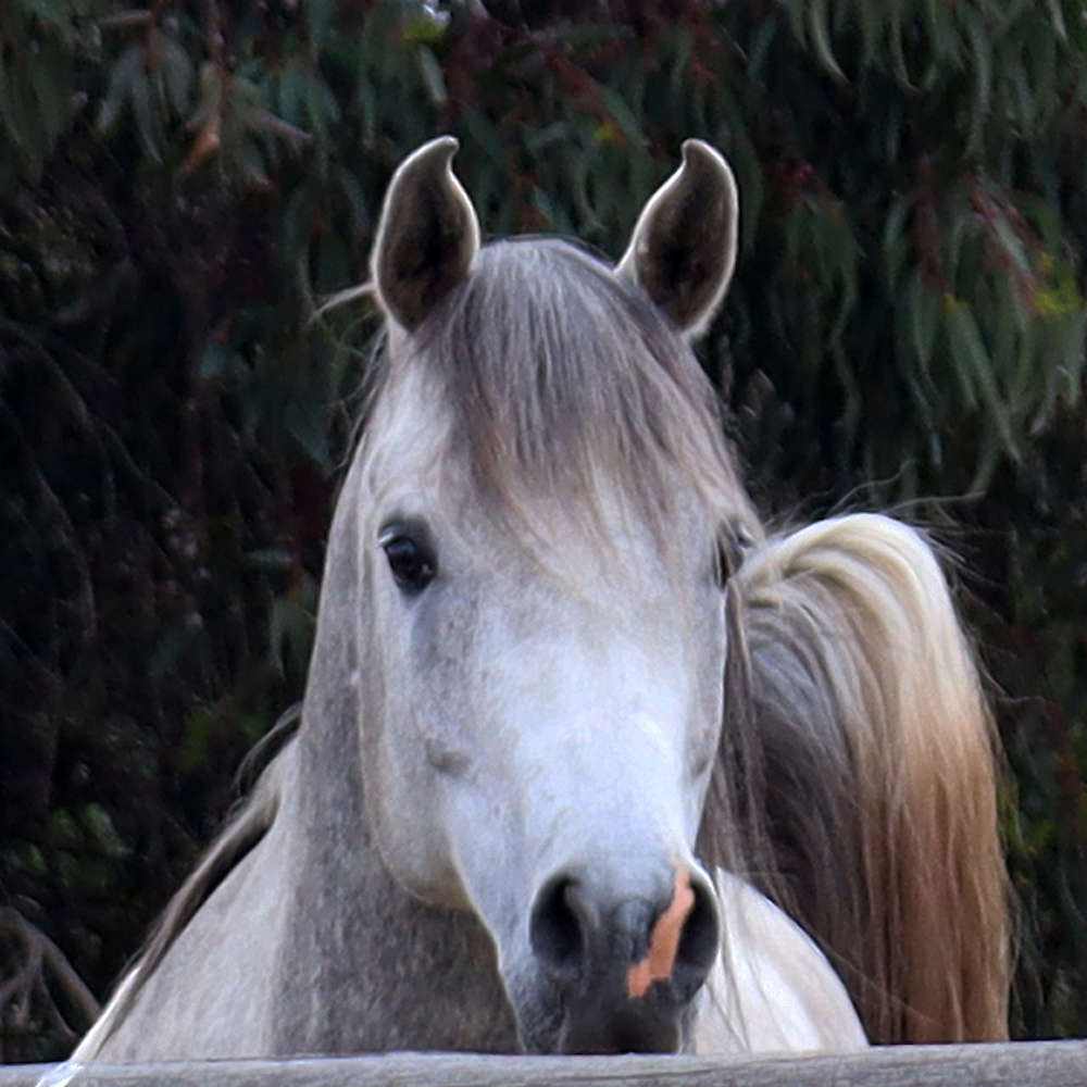 Nejiv - 6yr old Stallion. Photo December 2022.