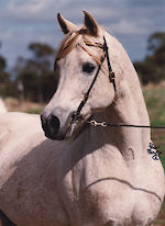 Naasser (AU)