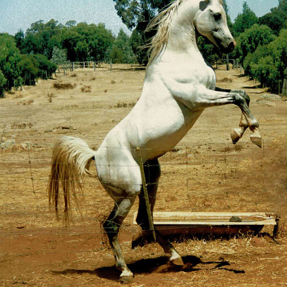 Marbling Nafara (AU)