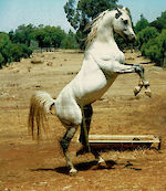 Marbling Nafara (AU)