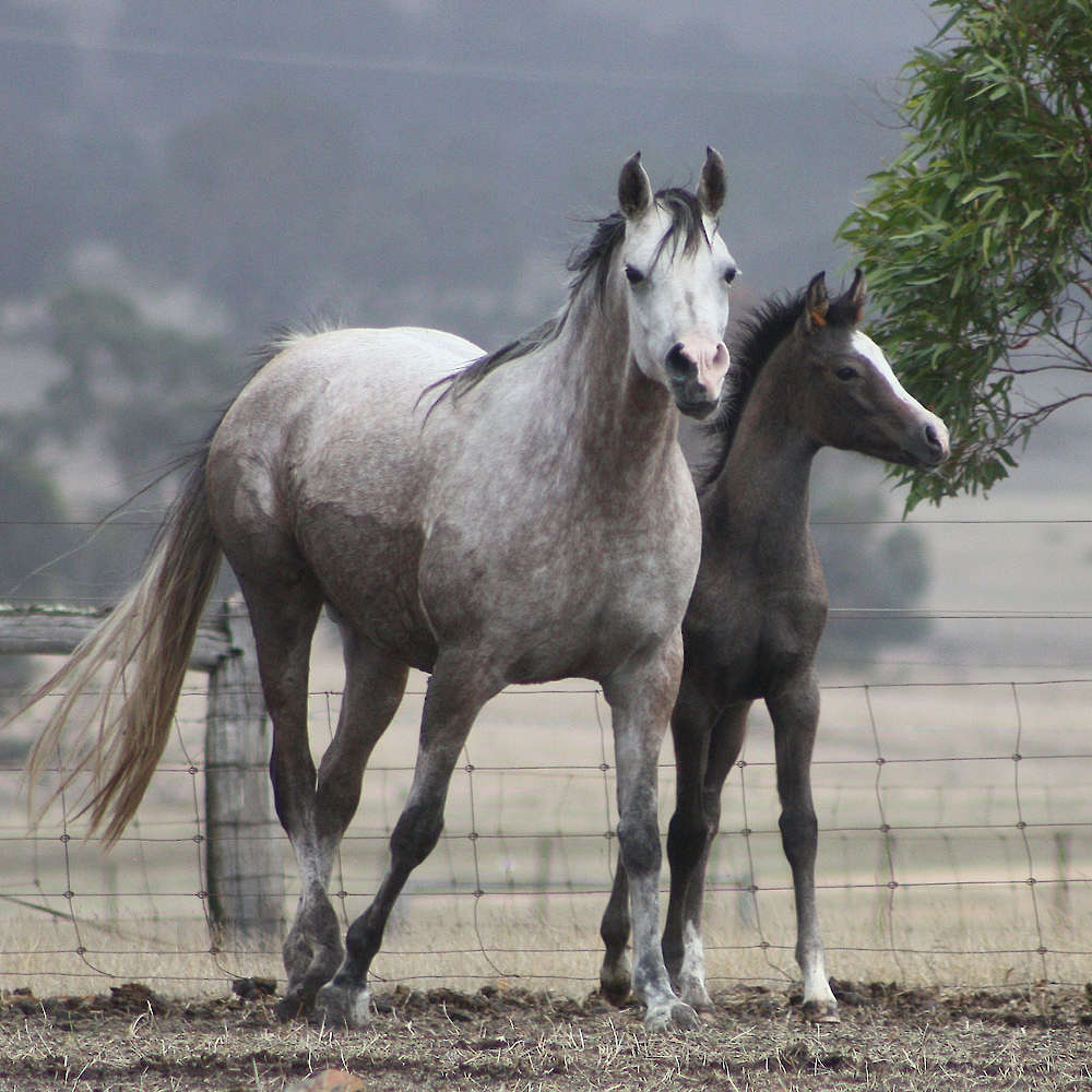 Marbling Noblesse (AU)