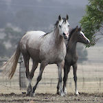 Marbling Noblesse (AU)