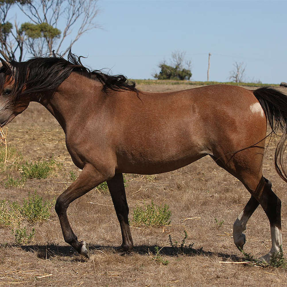 Marbling Noblesse
Photo Chris Marone.