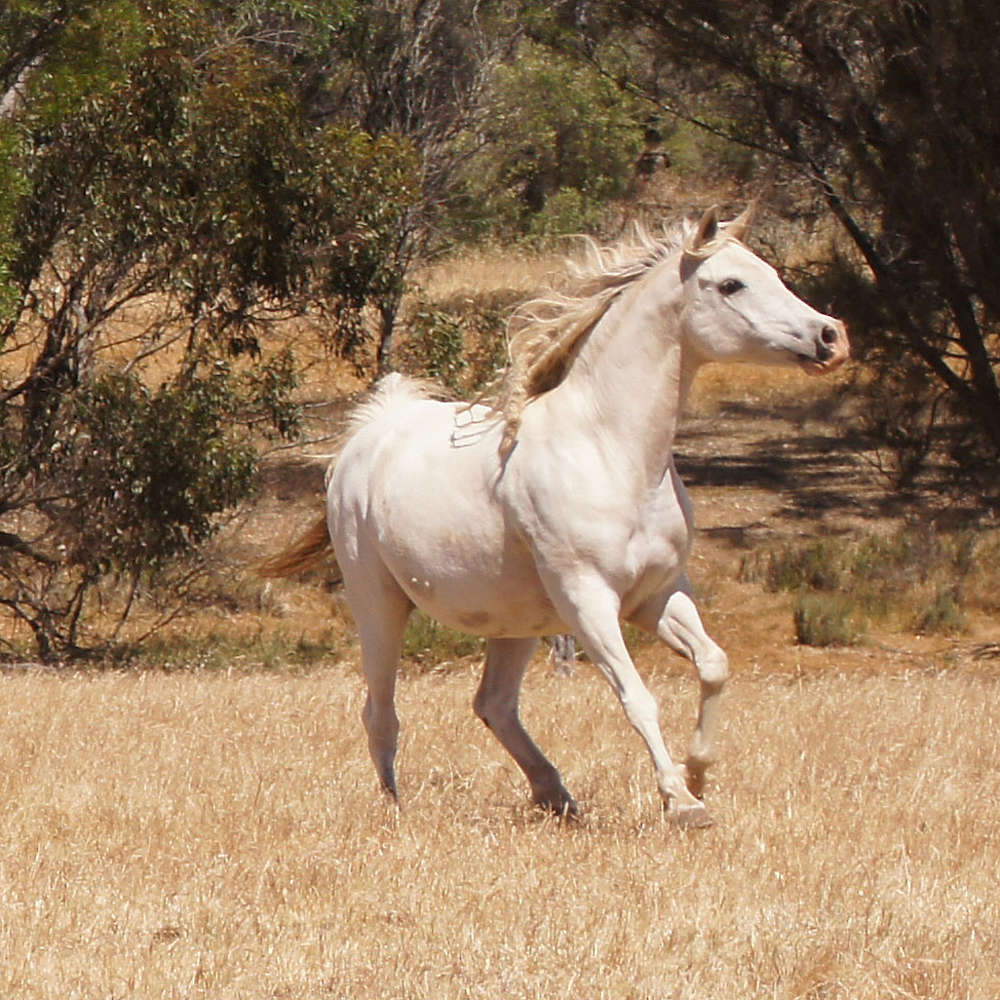 Marbling Naacilla (AU)