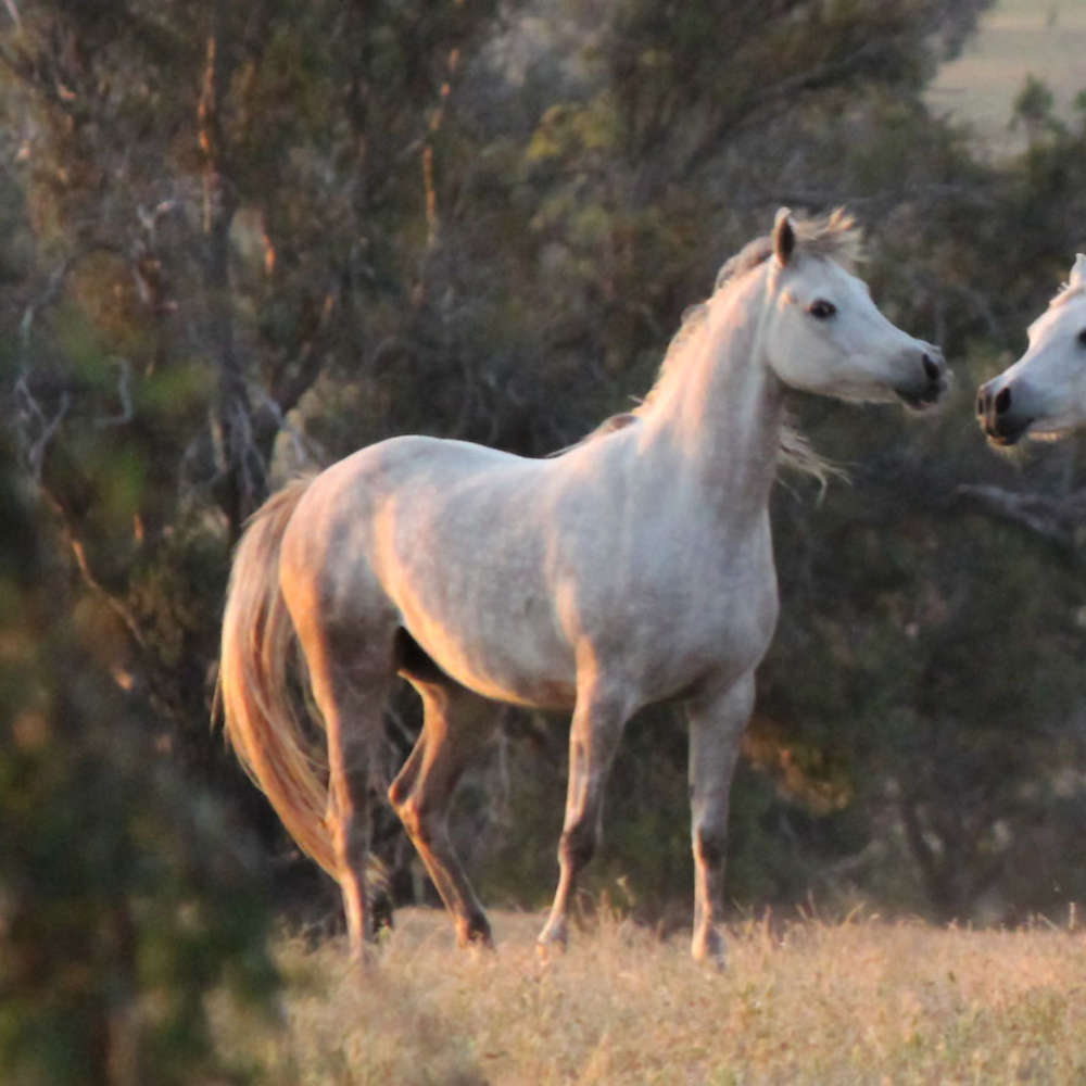 Marbling Natalia - Arabian Mare.