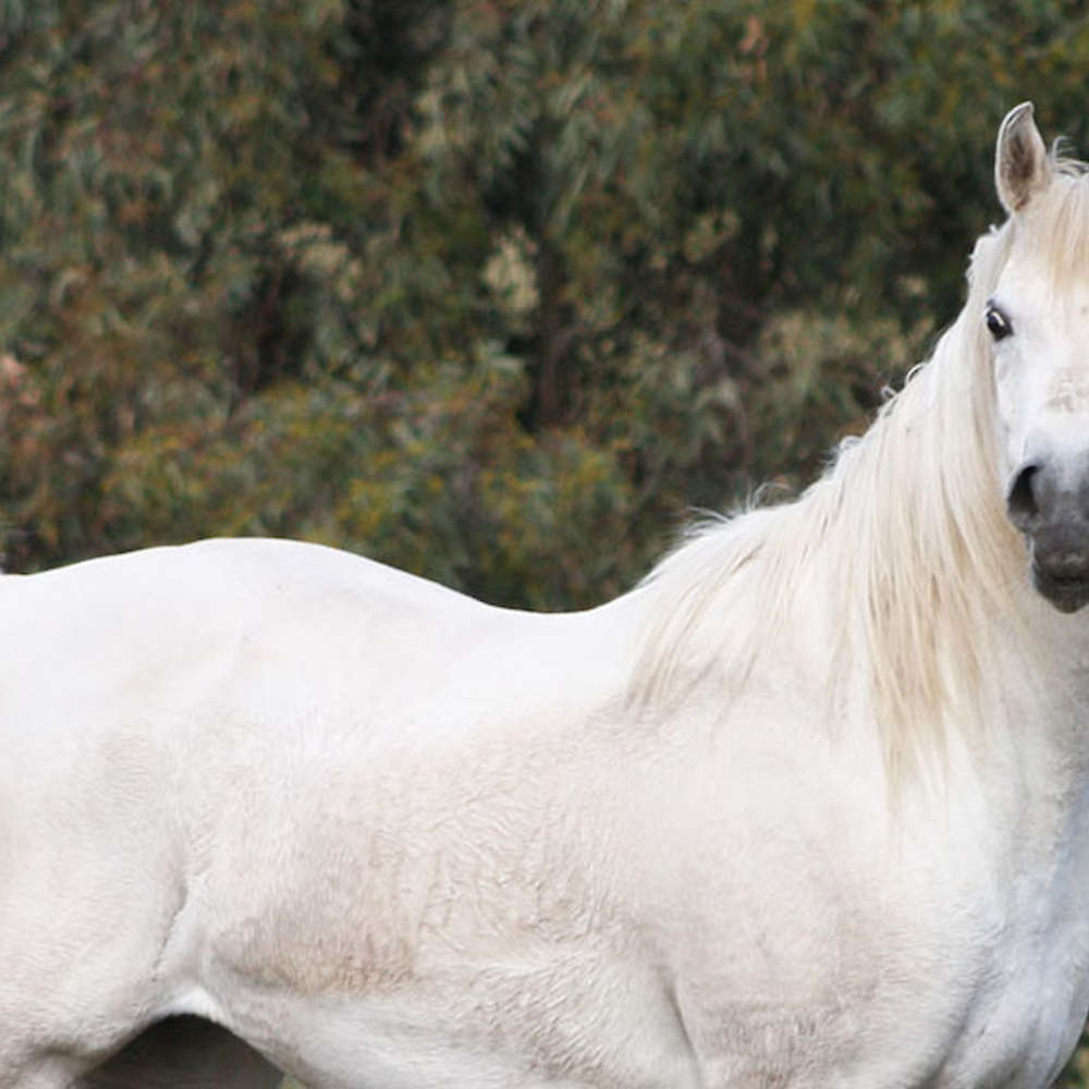 Marbling Nema - Arabian Mare.