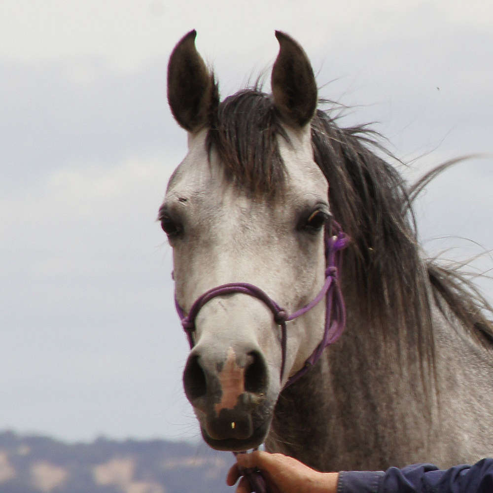 Marbling Amanda - Arabian Mare.
