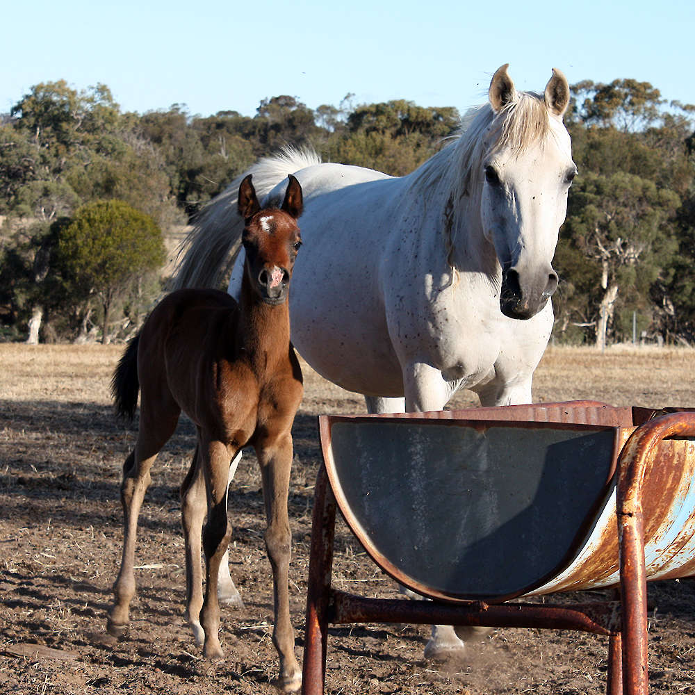 Marbling Amelia - Arabian Mare. Foal- Marbling Amanda.