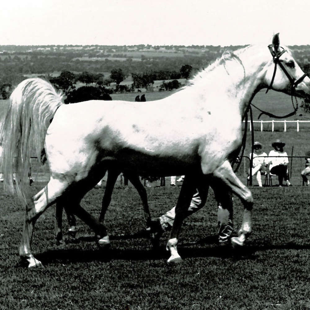 Marbling Astara - Arabian Mare.