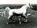 Marbling Astara (AU)