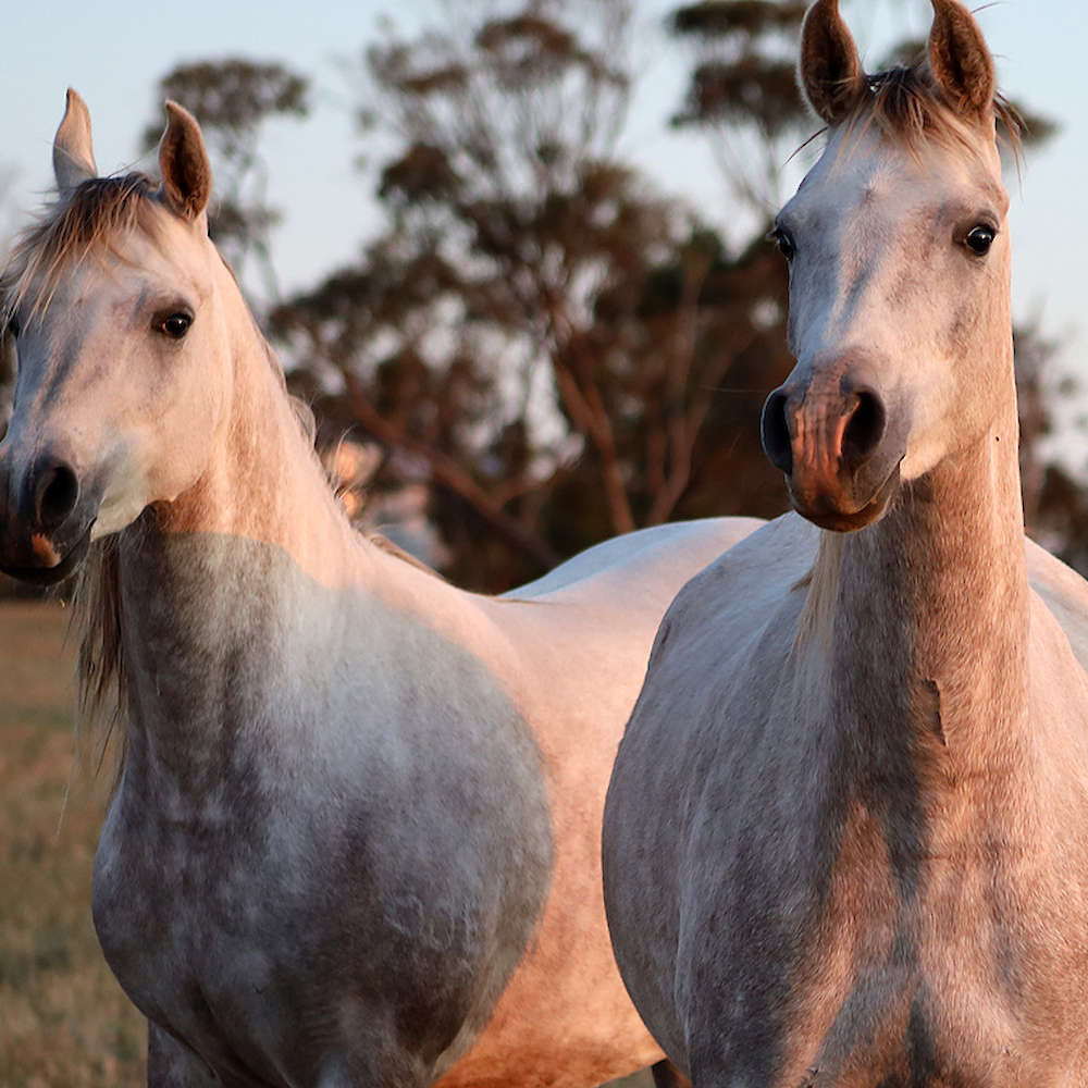 Rachael - Arabian Mare Left. Photo November 2022
