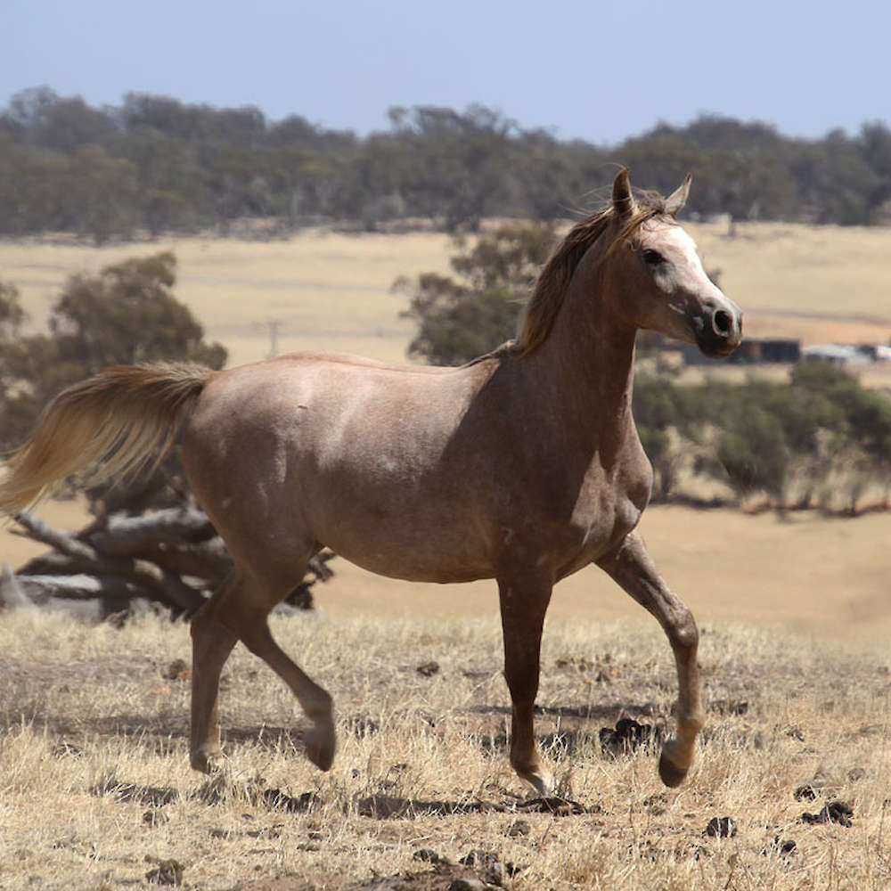Rachael - Arabian Filly. Chloe Ann Photo.