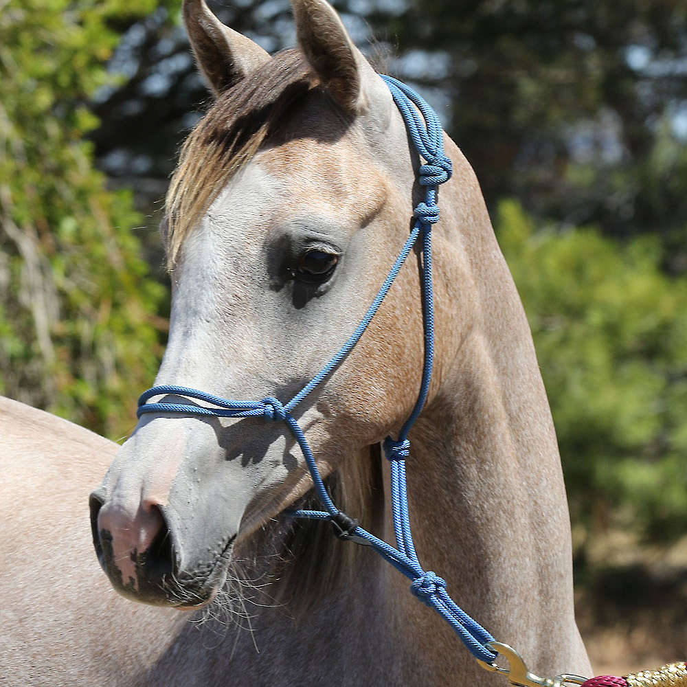 Yearling Marbling A'Luna.
Photo Karsten Scherling, Al Tair Stud, Germany
