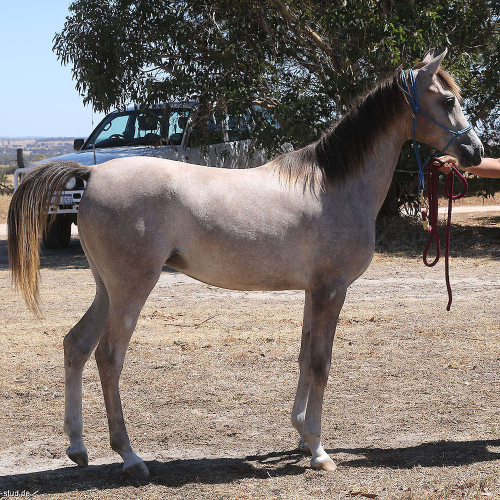 Yearling Marbling A'Luna.
Photo Karsten Scherling, Al Tair Stud, Germany
