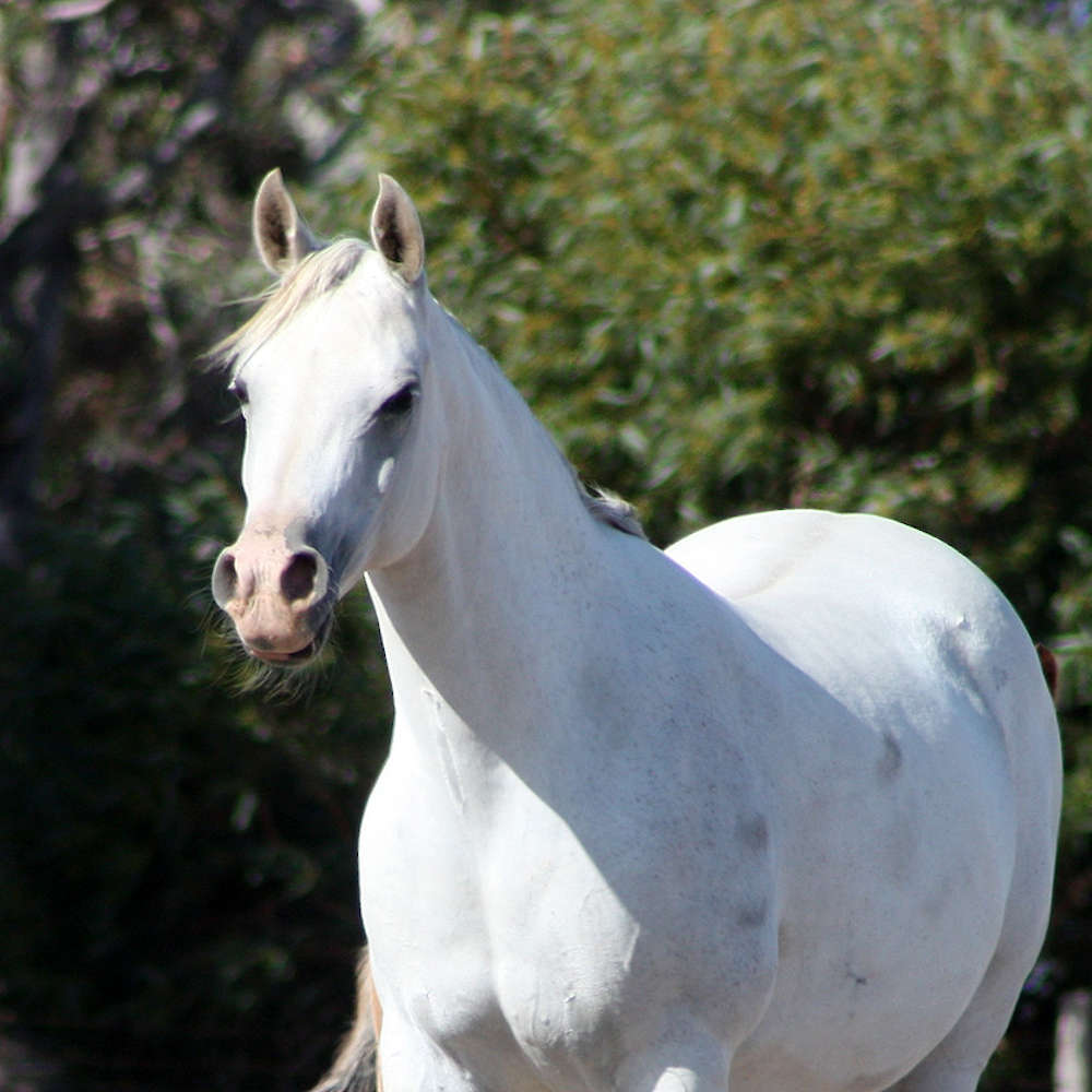 Rusleema imp GB - Arabian Mare